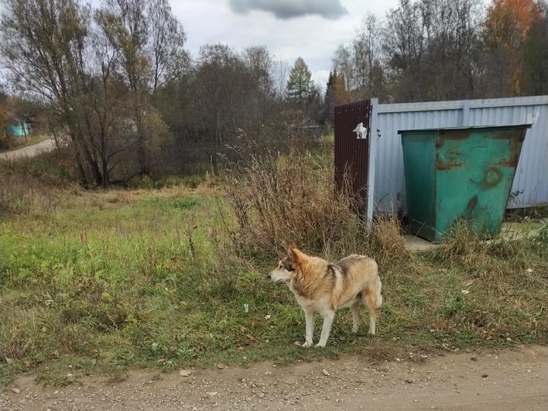 Войский территориальный отдел совместно с специалистами Пижанской ветстанции 17.10. провели рейд по выявлению нарушений содержания собак..